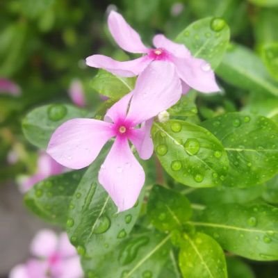 ahmaddr591's profile picture. Clinical Microbiologist