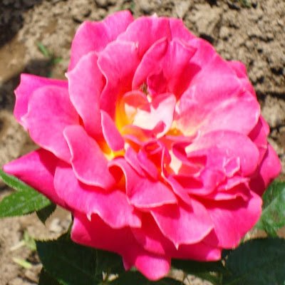 RNBabitha1's profile picture. 