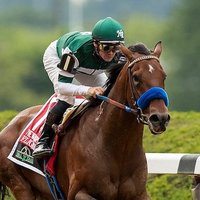Steve Collins (@horsegambling) Twitter profile photo