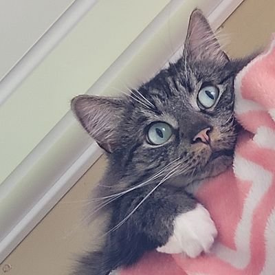 Im_Squeaker's profile picture. It's 2022, who needs a hug?