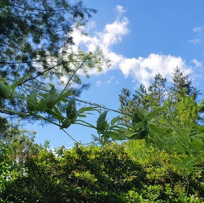 Viel ME/CFS. Etwas Trauma. Und schöne Dinge. Dies und das. Im früheren Leben Gesundheitswesen (Apo, Med stud.), Tiere und Garten. Jetzt im Bett.