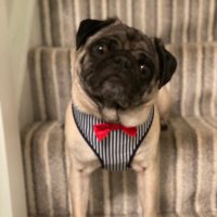 Albert the Pug🌈 (account now run by Betty)(@Oh_Alby) 's Twitter Profile Photo