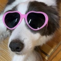 ボーダーコリーの海 (@yukaituukai0411) 's Twitter Profile