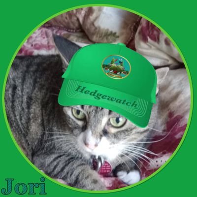 Jori Cat ♥️💕🩷🇨🇦🐾🍁💕🩷♥️