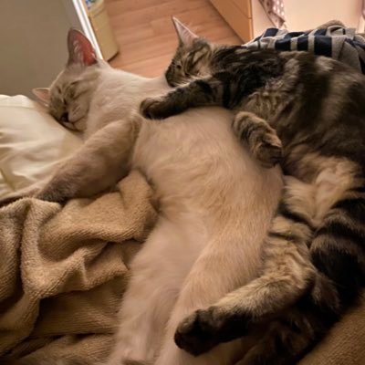 maowao0147's profile picture. Mobile Engineer / iOS / Android / Flutter