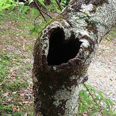 usagamisore's profile picture. No Sunshine, No Life