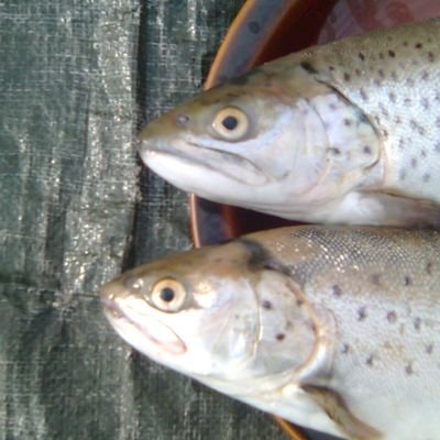 fishpressink Profile Picture