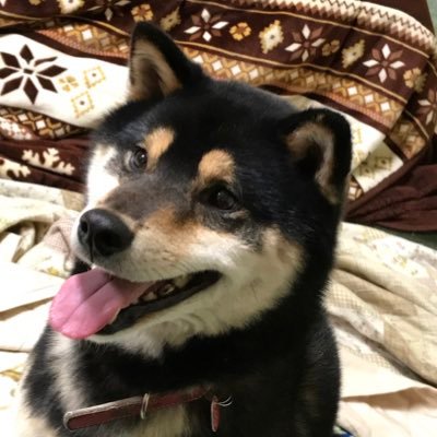Bd1YNSI0LIQg2LE's profile picture. 家族で千葉ジェッツブースターです！🏀無言フォロー失礼します🙇‍♂️