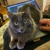 Feline Driven Development (@purrdrivendev) Twitter profile photo Feline Driven Development (@purrdrivendev) Twitter profile photo