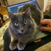 Feline Driven Development (@PurrDrivenDev) Twitter profile photo