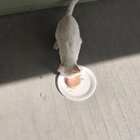 Anthony Thompson (@mr5824) 's Twitter Profile