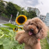 のの(@furan905) 's Twitter Profile Photo