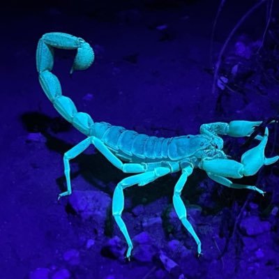 viscoushibiscus's profile picture. appointed by god to look at all things borne on six legs. I’ve got you covered