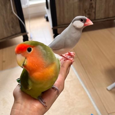 初めまして！文鳥のししゃも(2021/10/13)とコザクラインコのうつぼ(2022/4/25) と暮らしてます 🕊初めての鳥飼育🔰無言フォロー失礼します！ #文鳥#コザクラインコ