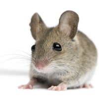 little grey mouse 🐭 (@mouse_math) 's Twitter Profile Photo