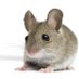 little grey mouse 🐭 (@mouse_math) Twitter profile photo