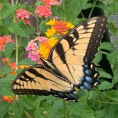 tmhealy4's profile picture. 