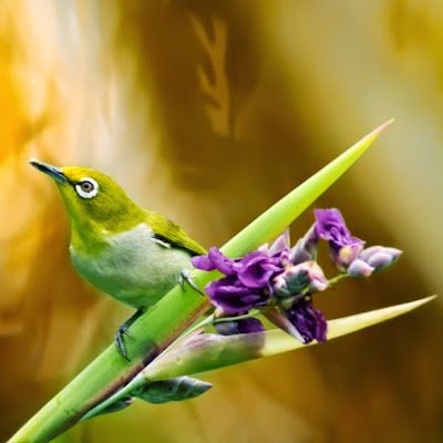 Lidiane58714594's profile picture. 