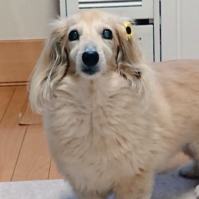 ダックスのリボンちゃん🎀🐶🎀
2021年7月10日旅立ちました🌈(17歳6ヶ月)
リボンちゃんから学んだ、マイペースと笑顔
を忘れずに、前進😊前進😊