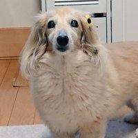 リボン (@hina7ribon) 's Twitter Profile Photo リボン (@hina7ribon) 's Twitter Profile Photo