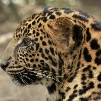 OmegaRL (@omegarl_) 's Twitter Profile