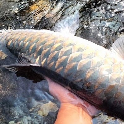 castnet007's profile picture. 