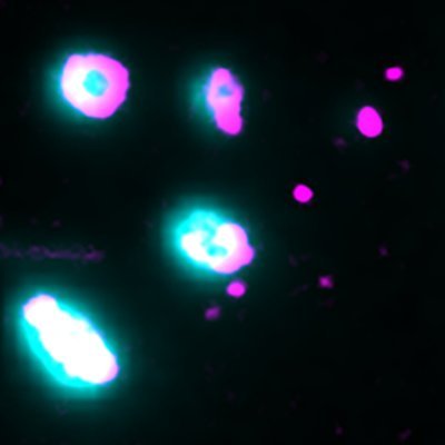 We develop fluorescence imaging approaches to visualise the dynamics of self-assembly processes at the single-molecule level. Tweets by group members.