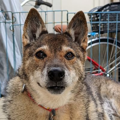 inudog_takaさんのプロフィール画像