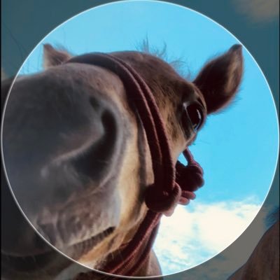 washuba_horse Profile Picture