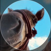 和種馬ホースランド(@washuba_horse) 's Twitter Profile Photo
