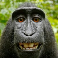 Monotonous Monkey(@HindustaniHero4) 's Twitter Profile Photo