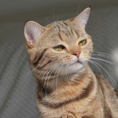 crtty4's profile picture. 未来著名留子