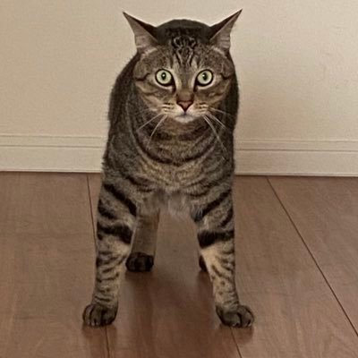 たこなすさんのプロフィール画像
