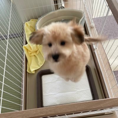 pote0312's profile picture. ポメヨンのぽてと🍟 2022/3/12生まれの男の子 2022/9/10にお家にやってきました よろしくお願いします🐶 無言フォロー失礼します🙏🏻