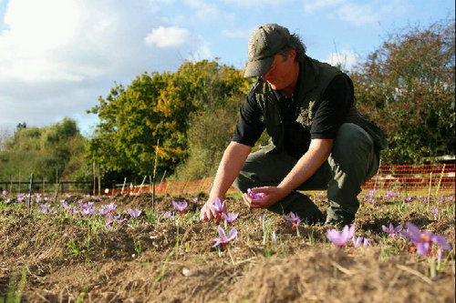 A Geophysicist and award winning English Saffron Grower reintroducing saffron after more than 200 years.
#saffron #walden #english #food #spice #gin