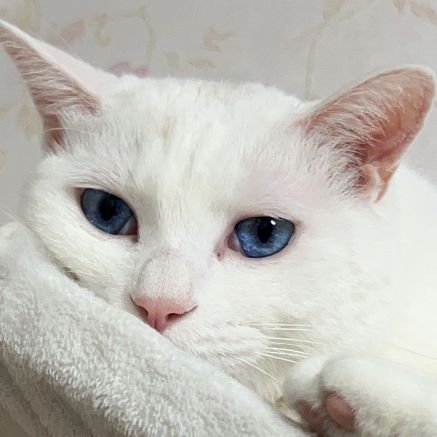 saradanosara's profile picture. 