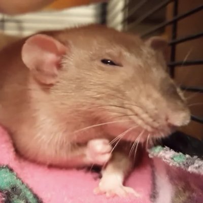 TheVoxCaster's profile picture. pet rat lover 

rats r cool