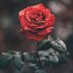 سُكّره🕊 (@zozoammoode) Twitter profile photo سُكّره🕊 (@zozoammoode) Twitter profile photo