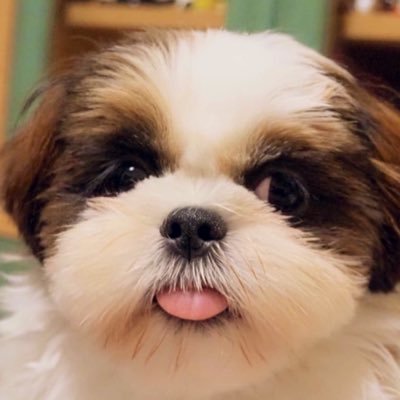 シーズーのお嬢さん (@Ojousan_ShihTzu) / Posts / X