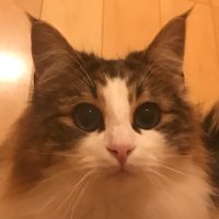 名越稔洋 (@nagoshi_t) 's Twitter Profile Photo