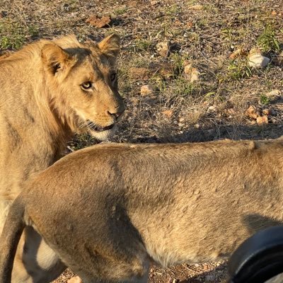 DoronZi's profile picture. 