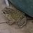 rendra0986's profile image