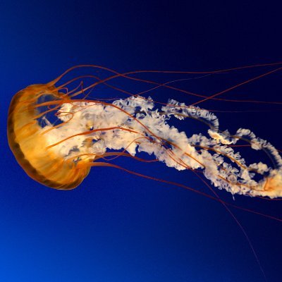 korney1989's profile picture. 1