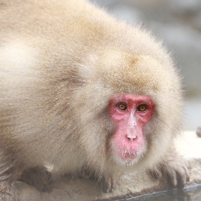 hcPXfvZwQd3jt1h's profile picture. ポートレート多めですが、風景・花なども撮影している、週末メインのアマチュアカメラマン。
毎月第二金曜日の夜と第四土曜日はクラブ活動日です。
静岡県在住。