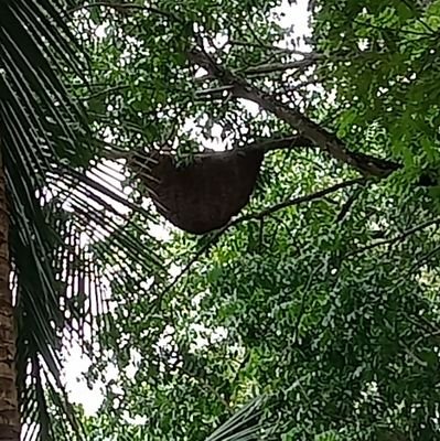 โสด