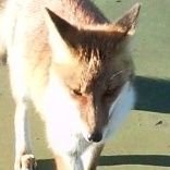 TATSUYA (@alaa1ba) Twitter profile photo