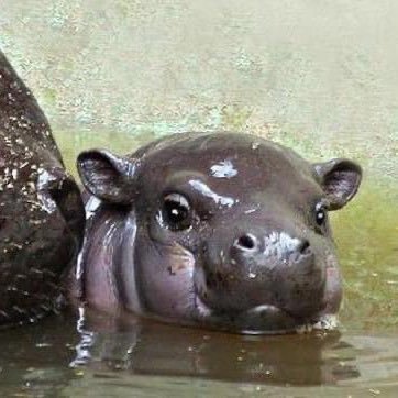 hi, im just a wittle baby