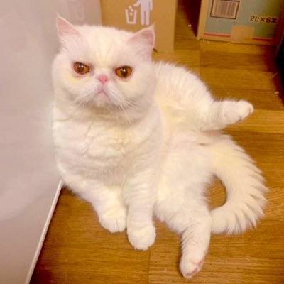 お正月に家族になった迷い猫しろちゃん🥰猫が可愛い🐈猫は天使🐈‍⬛ハードワーカーなので低浮上です💦無言フォローごめんなさい🙏猫好きさんの無言フォロー大歓迎。ヘッダー画像は #ぐり麦屋 さん #プン さん #すどーちん さん #猫好きさんと繋がりたい #猫のいる幸せ