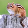 FPS_N_Chipmunks's profile picture. The Chipmunks group