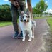 シェルティまーる (@lovesheltie426) Twitter profile photo シェルティまーる (@lovesheltie426) Twitter profile photo